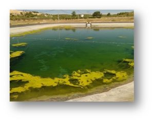 Figura 1 Balsa con problemas de eutrofización